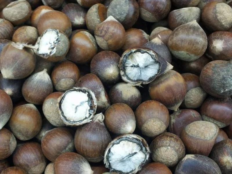 goc-tim-hieu-hat-de-moc-mam-co-an-duoc-khong