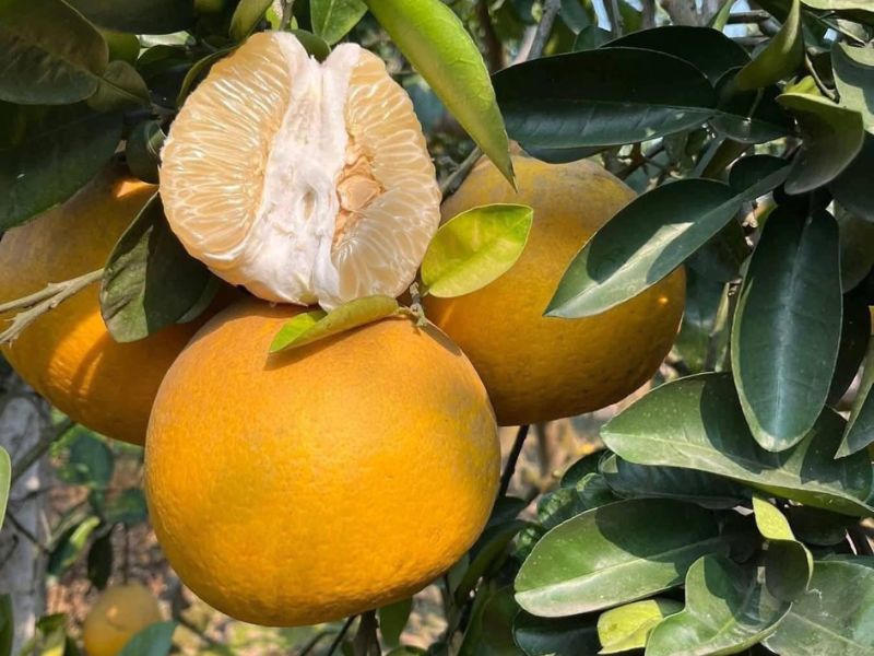 tim-hieu-cach-bao-quan-buoi-dien