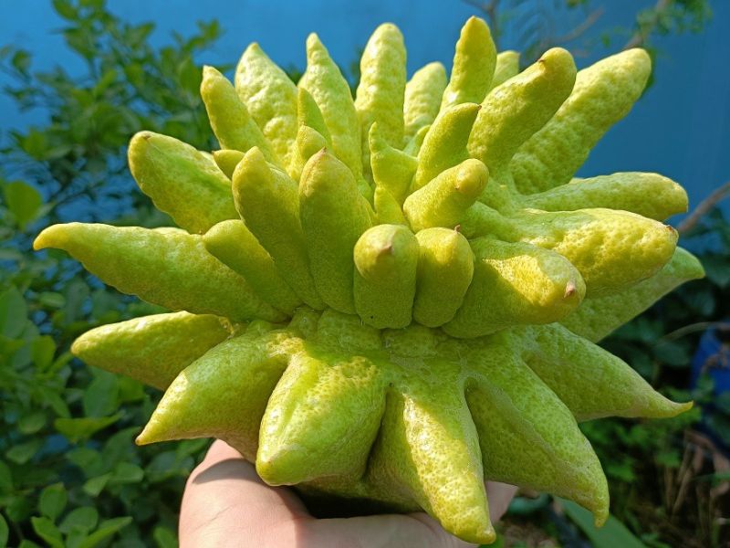 tim-hieu-cach-bay-phat-thu-tren-ban-tho-dep-mat