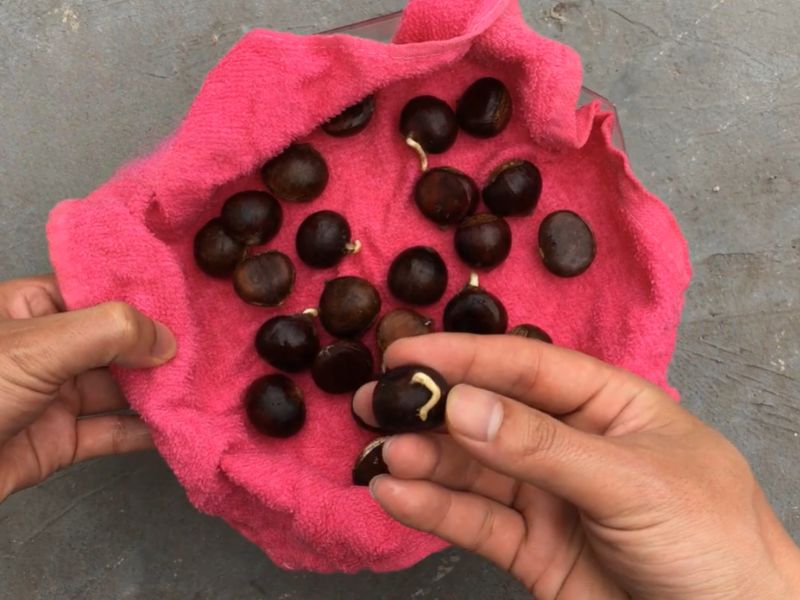 tim-hieu-hat-de-moc-mam-co-an-duoc-khong