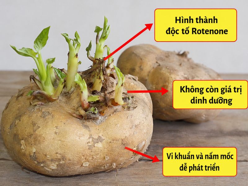 tra-loi-cu-dau-moc-mam-co-an-duoc-khong