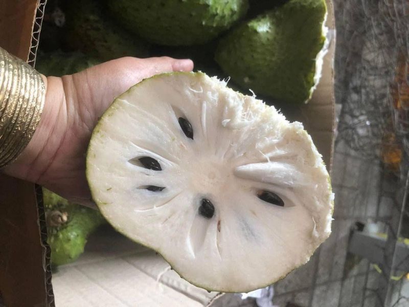 bat-mi-cac-loai-na-ngon-o-viet-nam