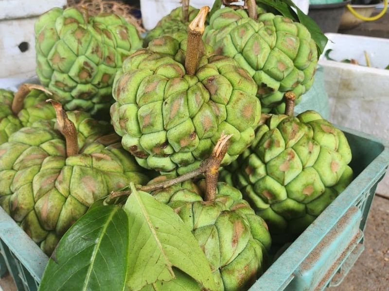 bi-mat-cac-loai-na-ngon-o-viet-nam