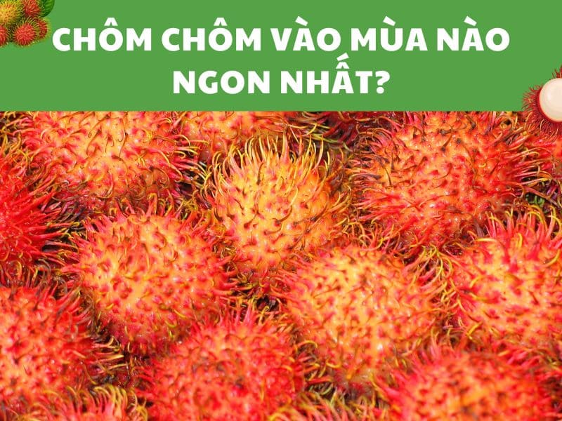 cac-loai-chom-chom-nao-ngon
