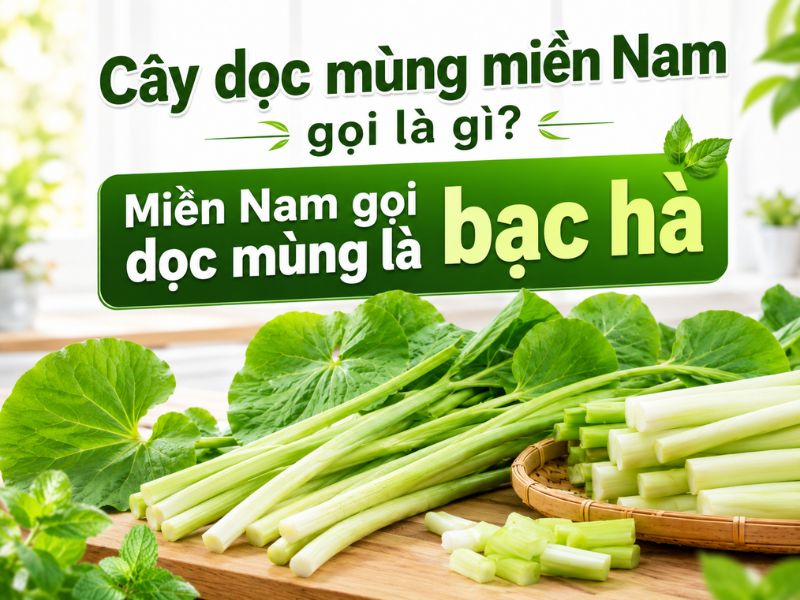 cay-doc-mung-mien-nam-goi-la-gi