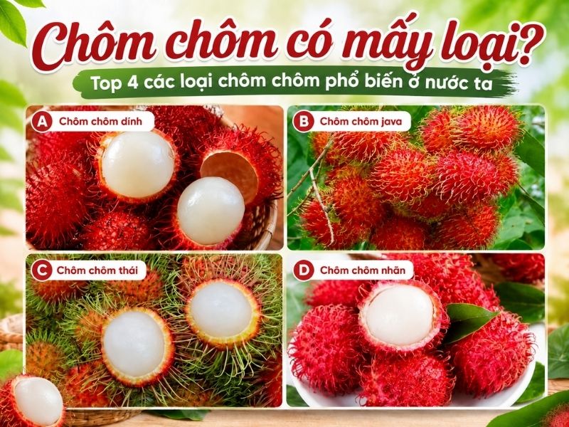 Chôm chôm có mấy loại? Các loại chôm chôm phổ biến