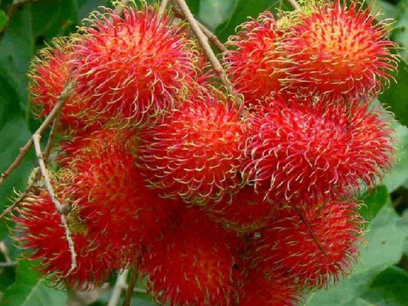 chom-chom-ngon-nhat-trong-cac-loai-chom-chom