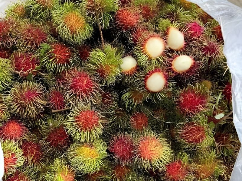 chom-chom-thai-trong-cac-loai-chom-chom.jpg