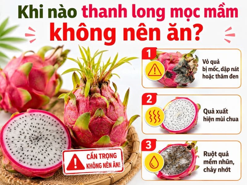 goc-bi-mat-thanh-long-moc-mam-co-an-duoc-khong