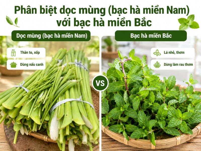 goc-thac-mac-cay-doc-mung-mien-nam-goi-la-gi