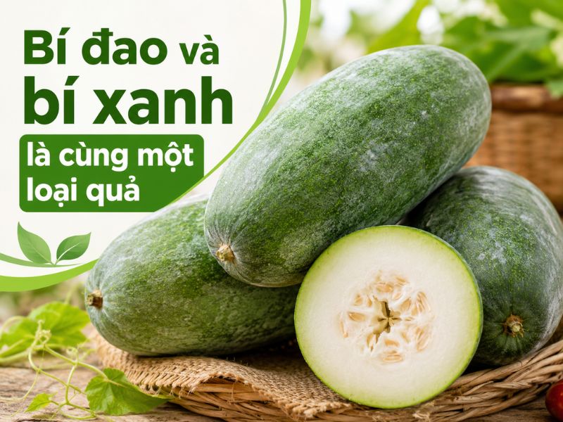 bi-dao-va-bi-xanh-giong-nhau.jpg