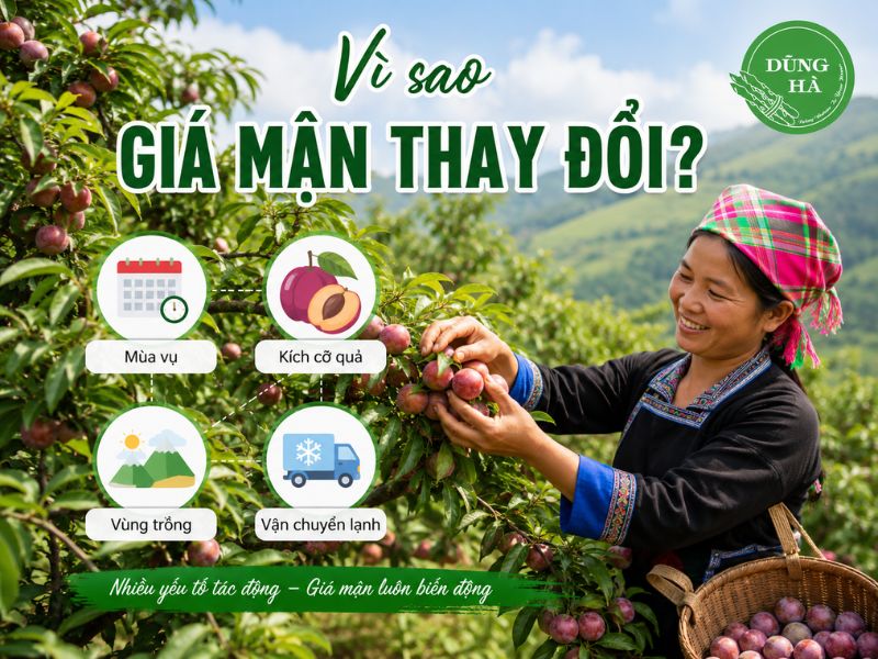 gia-man-hom-nay-bao-nhieu-1kg