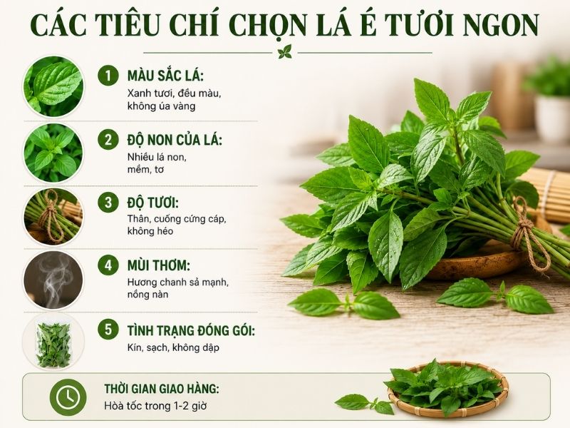 mua-la-e-o-dau-tai-hoang-mai-chat-luong