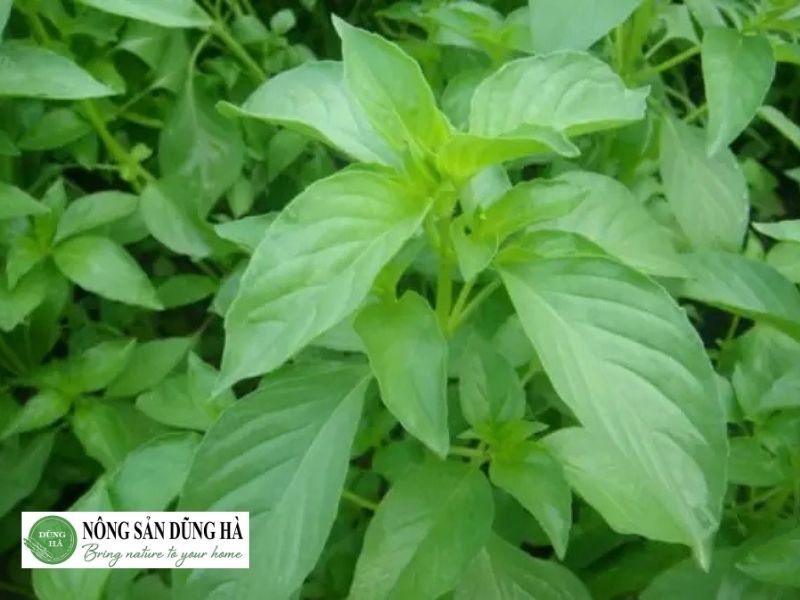 mua-la-e-o-dau-tai-hoang-mai-tuoi-ngon