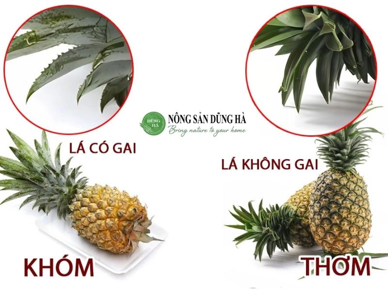 trai-thom-va-khom-co-gi-khac-nhau-vay