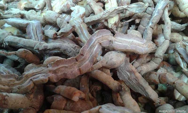 Bán ba kích tím tươi ngâm rượu tại Hà Nội dịa chỉ Bán ba kích tím tươi ngâm rượu tại Hà Nội