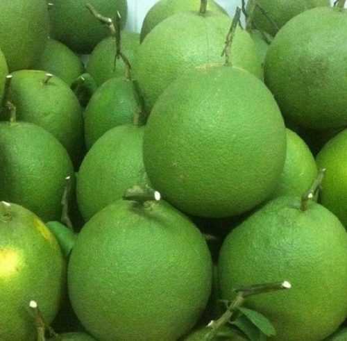 Bưởi da xanh – Loại đặc sản Bến Tre ngon mà lại rẻ Bưởi da xanh – Loại đặc sản Bến Tre ngon mà lại rẻ