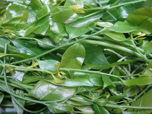 Bán rau sắng thực phẩm sạch giàu chất dinh dưỡng Bán rau sắng thực phẩm sạch giàu chất dinh dưỡng