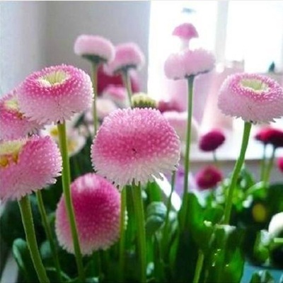 Hạt giống hoa cúc Bellis Heaven Hạt giống hoa cúc Bellis Heaven