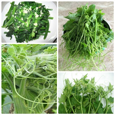 Giá hạt giống bí siêu ngọn Giá hạt giống bí siêu ngọn