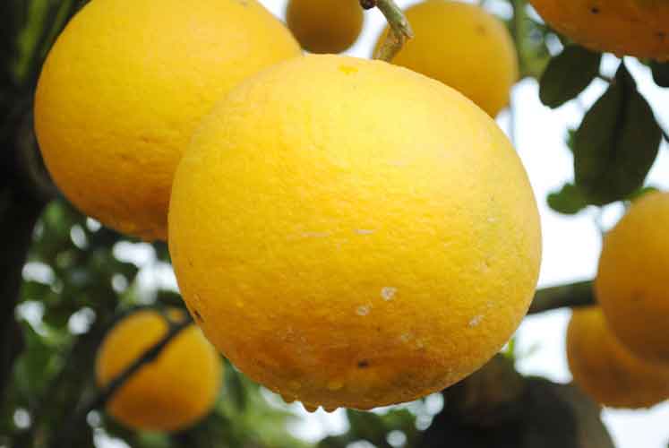 Giá bưởi diễn loại 1 hiện nay bao nhiều tiền 1 quả tac dung cua buoi dien