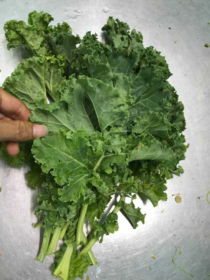 Địa chỉ mua rau cải xoăn uy tín tại Hà Nội cai xoan kale dung ha