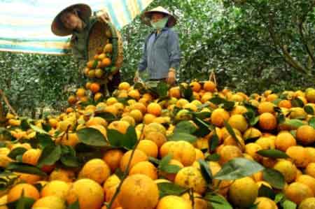 Mua cam cao phong giá chuẩn tại Hà Nội Mua cam cao phong giá chuẩn tại Hà Nội