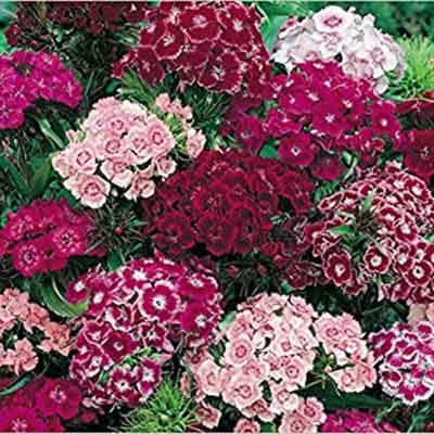Hạt giống hoa cẩm nhung Hạt giống hoa cẩm nhung