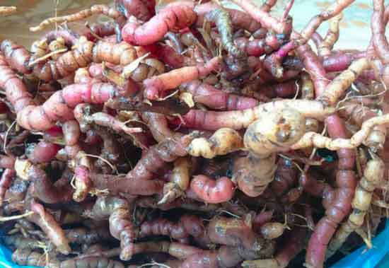 Cây ba kích tím loại sâm quý rễ củ thường được dùng để ngâm rượu bồi bổ sức khỏe Cây ba kích tím loại sâm quý rễ củ thường được dùng để ngâm rượu bồi bổ sức khỏe
