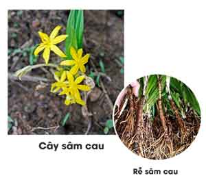 Cây sâm cau rừng vị thuốc bổ dương mạnh gân cốt Cây sâm cau rừng vị thuốc bổ dương mạnh gân cốt