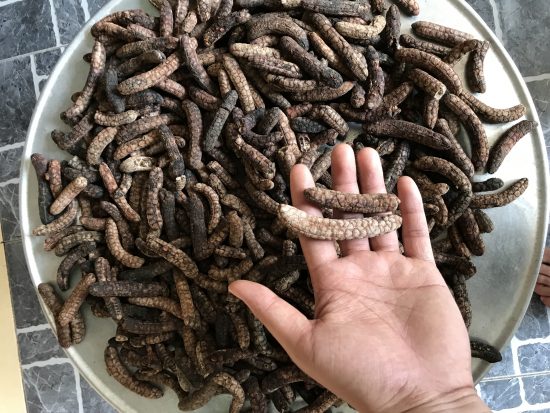 Chuối hột rừng ngâm rượu là một thảo mộc quý từ thiên nhiên Chuối hột rừng ngâm rượu là một thảo mộc quý từ thiên nhiên