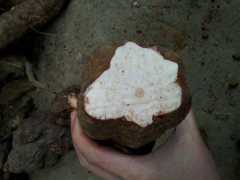 Giá hà thủ ô trắng tại Hà Nội? Giá hà thủ ô trắng tại Hà Nội?