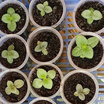 Hạt giống hoa dạ yến thảo Hạt giống hoa dạ yến thảo