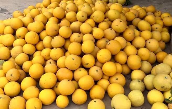 Mua bưởi diễn ở Hà Nội chuẩn giá, đảm bảo chất lượng mua ban buoi dien