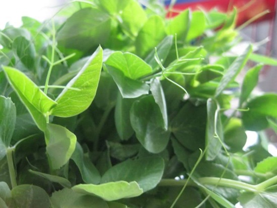 Địa chỉ bán ngọn đậu Hà Lan ở đâu tại Hà Nội chỗ nào tốt nhất? Địa chỉ bán ngọn đậu Hà Lan ở đâu tại Hà Nội chỗ nào tốt nhất?
