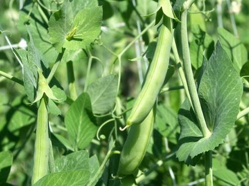 Địa chỉ bán ngọn đậu Hà Lan ở đâu tại Hà Nội chỗ nào tốt nhất?