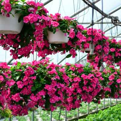 Bán hạt giống hoa dừa cạn ở hà nội Bán hạt giống hoa dừa cạn ở hà nội