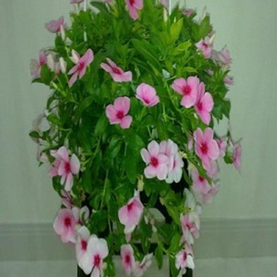Hạt giống hoa dừa cạn rủ Hạt giống hoa dừa cạn rủ