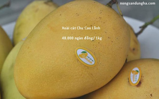 gia ban xoai cat chu tai dung ha