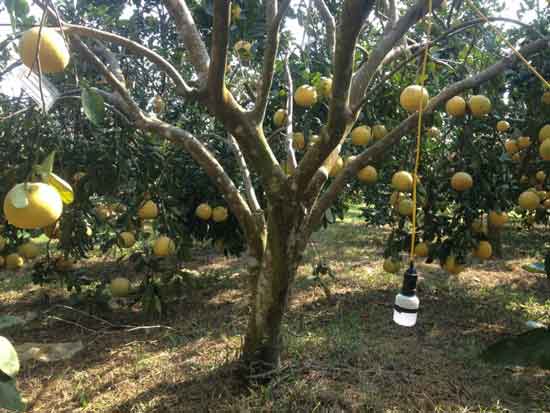 Giá bưởi diễn lâu năm loại 1 hiện nay bao nhiều tiền 1 quả Giá bưởi diễn lâu năm loại 1 hiện nay bao nhiều tiền 1 quả
