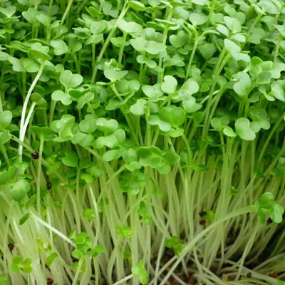 Hạt giống cải ngọt Hạt giống cải ngọt