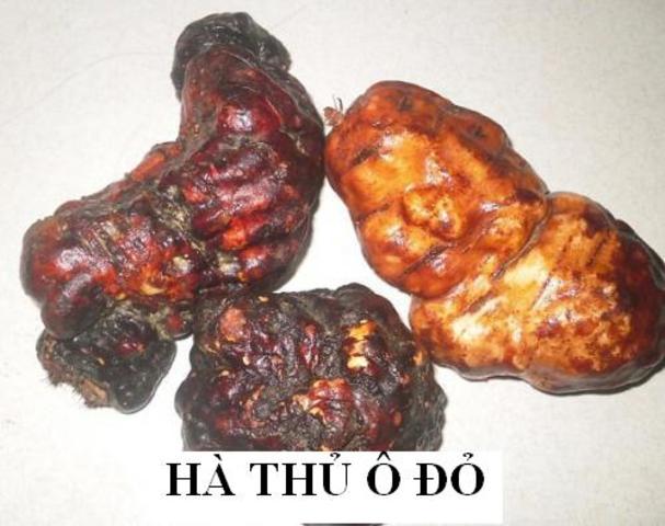 Giá Hà Thủ Ô đỏ ở Hà Nội là bao nhiêu Giá Hà Thủ Ô đỏ ở Hà Nội là bao nhiêu