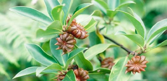 Hoa hồi có tác dụng gì ? 7 tác dụng của hoa hồi với sức khỏe Hoa hồi có tác dụng gì ? 7 tác dụng của hoa hồi với sức khỏe