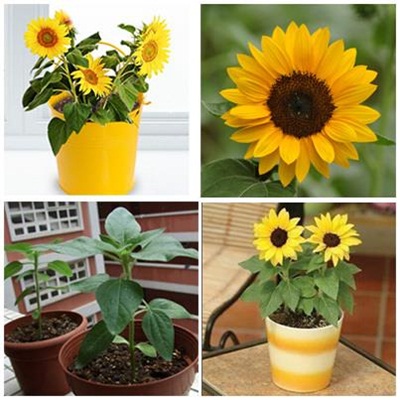 Hạt giống hoa hướng dương lùn Hạt giống hoa hướng dương lùn