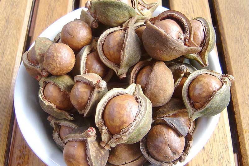 Mua hạt mắc ca chuẩn giá, uy tín, chất lượng Mua hạt mắc ca chuẩn giá, uy tín, chất lượng