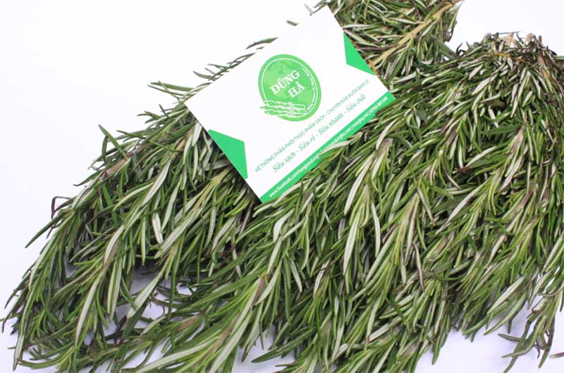 la huong thao rosemary tai ha noi