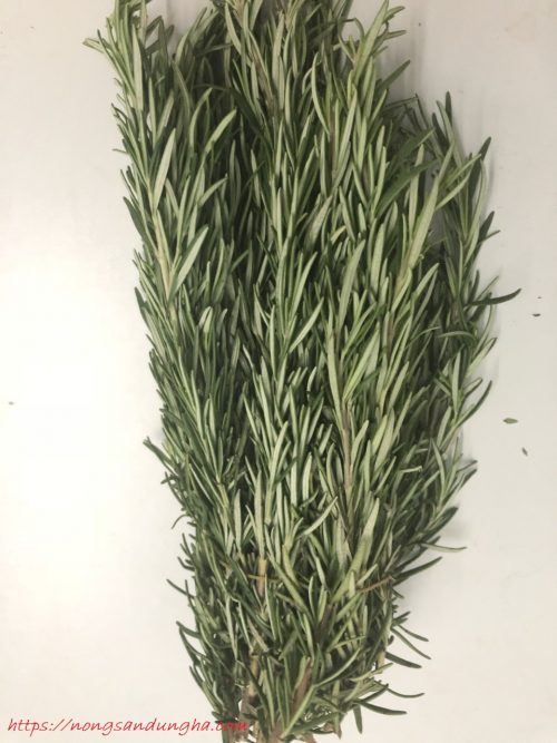 la rosemary huong thao nong san dung ha