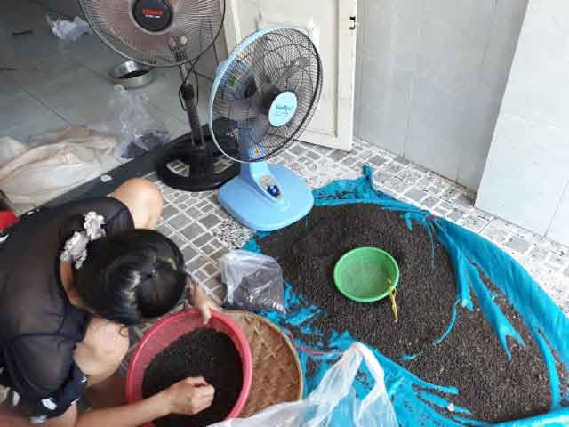 Làm thế nào để bảo quản hạt tiêu đen và cách xử lý thế nào khi hạt tiêu đen bị ẩm mốc bao quan hat tieu den