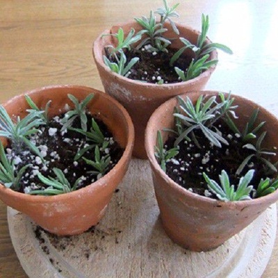 Hạt giống hạt giống hoa lavender(oải hương) Hạt giống hạt giống hoa lavender(oải hương)