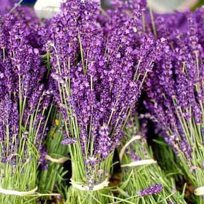 Bán hạt giống hoa lavender ( oải hương ) Bán hạt giống hoa lavender ( oải hương )